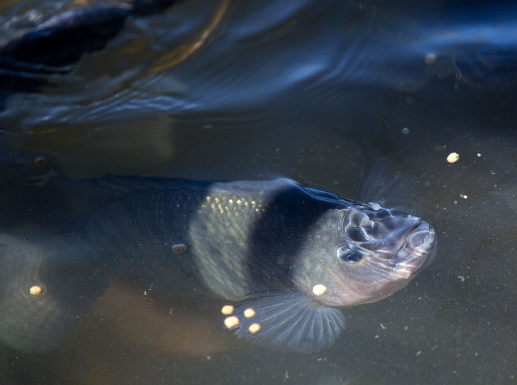 Aquaculture industry takes a hit with coronavirus closures